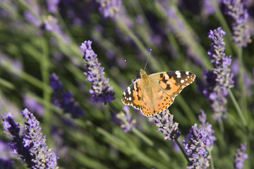 papillon et lavande