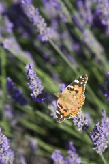 papillon et lavande