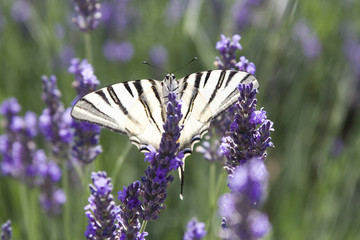 papillon et lavande
