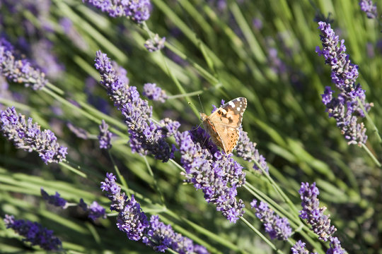 papillon et lavande