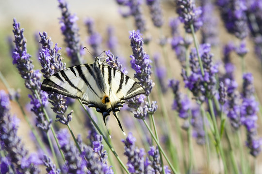 papillon et lavande