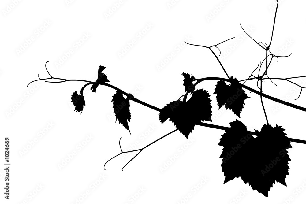 Wall mural grape silhouette