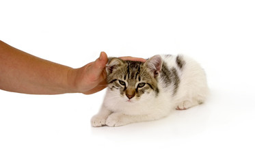 cute cat