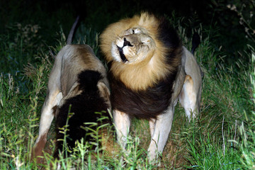 shaking lion