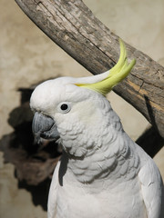 sulphur crested cockatoo