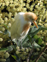 cattle egret