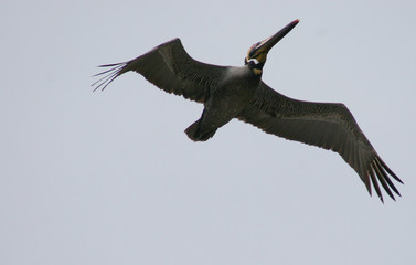 the ecuadorian pelican