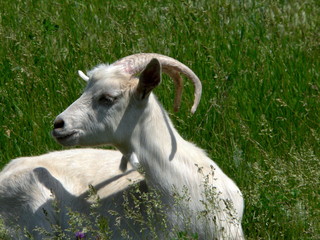 Fototapeta premium she-goat on meadow