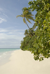 maldivian island coast