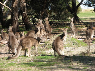 mob of kangaroos