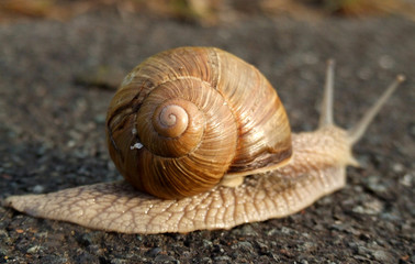 weinbergschnecke