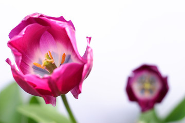 Fototapeta na wymiar purple tulips