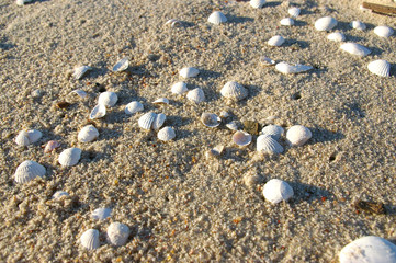 cockleshells on amber sand