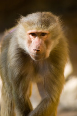 male hymadryas baboon