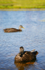 ducks