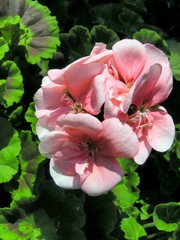 pink geranium flower