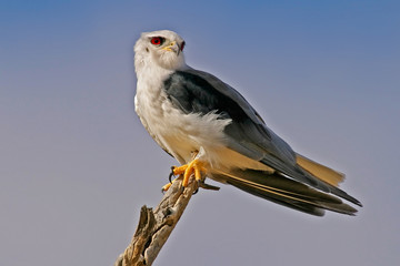 black-shouldered kite