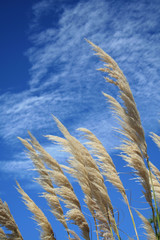 herbe de la pampa