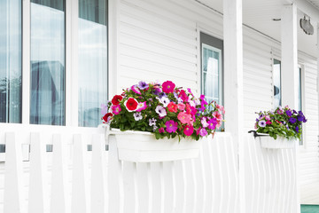 Fototapeta premium flowers