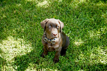 chocolate lab