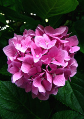 hortensia