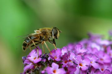 abeille1