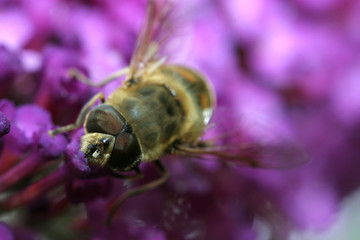 abeille macro
