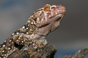 bibron gecko