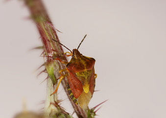 punaise dorée
