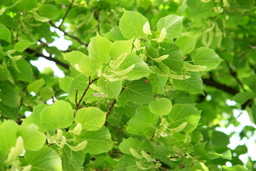 Fototapeta na wymiar fresh green leaves close up