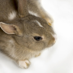close-up sur un lapin