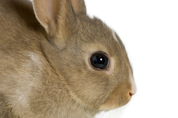 close-up sur un lapin
