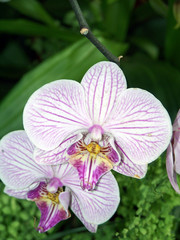 orchid&eacute;e