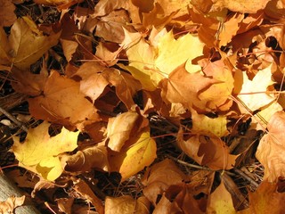 gold leaves