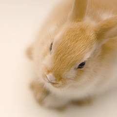 close-up sur un lapin