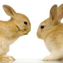 deux lapins qui se regardent