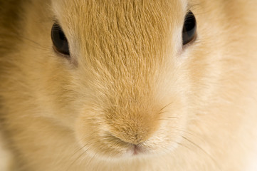 close-up sur un lapin