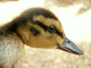 chick © Henryk Olszewski
