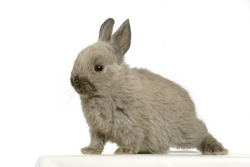 lapin sur fond blanc