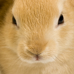 close-up sur un lapin