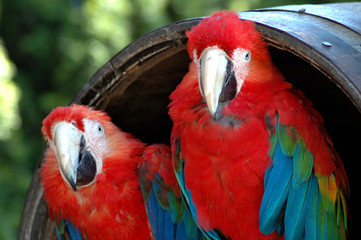 two green-winged macaws