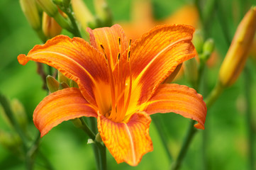 orange lily