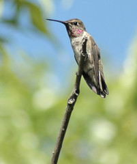 hummingbird on a branch