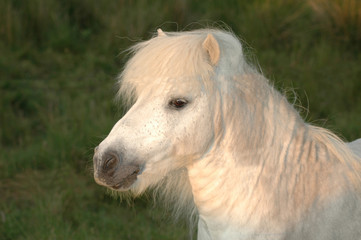 Fototapeta na wymiar white horse