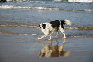 dog at the beach