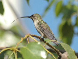 hummingbird in a tree