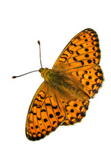 Fototapeta na wymiar orange butterfly