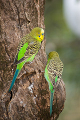 budgerigars