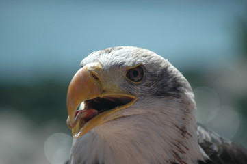 tête d'aigle pêcheur 2