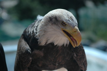 tête d'aigle 3